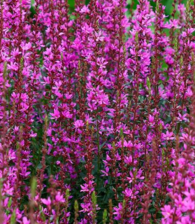 Lythrum virgatum 'Dropmore Purple' 